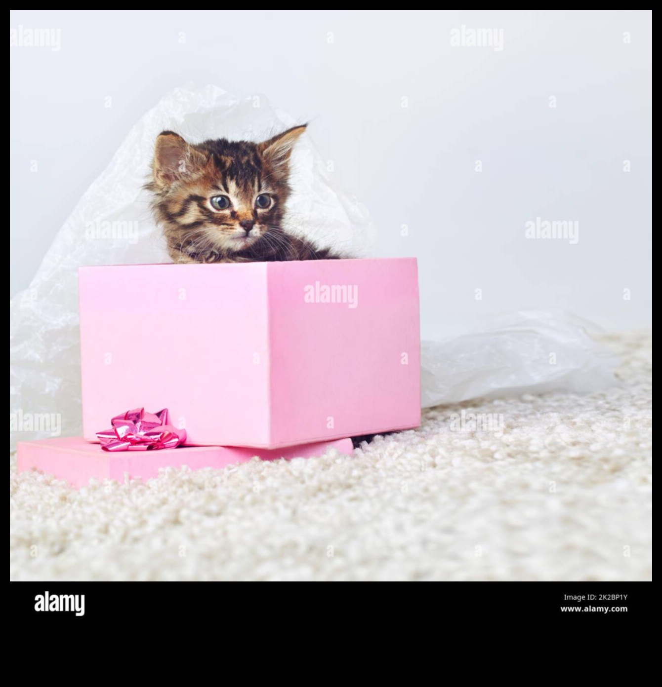 מתנות עשה זאת בעצמך לאוהבי בעלי חיים: מתנות ממוקדות לחיות מחמד