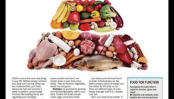 דלק לחיים: תפקידה של תזונה באריכות ימים וחיוניות