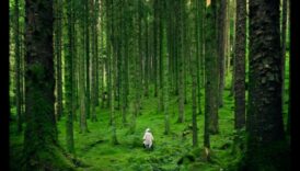 בריאות בכל סלע: הקסם של מינרלים חיוניים