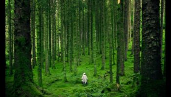 בריאות בכל סלע: הקסם של מינרלים חיוניים