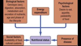 משוואת התזונה: איזון בריאות עם ביוכימיה תזונתית