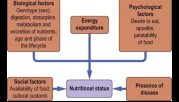 משוואת התזונה: איזון בריאות עם ביוכימיה תזונתית