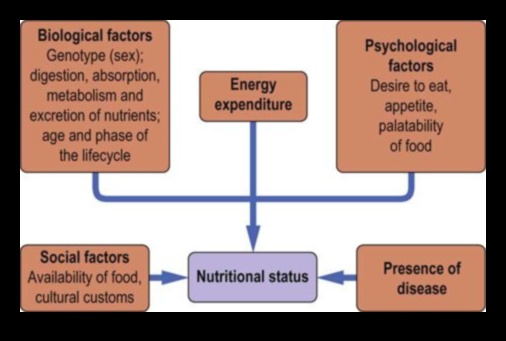 משוואת התזונה: איזון בריאות עם ביוכימיה תזונתית